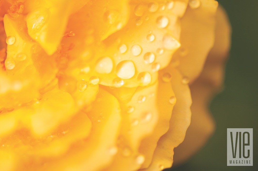 Vie Magazine Bellingrath Gardens yellow rose petal water drops Photo by Troy Ruprecht