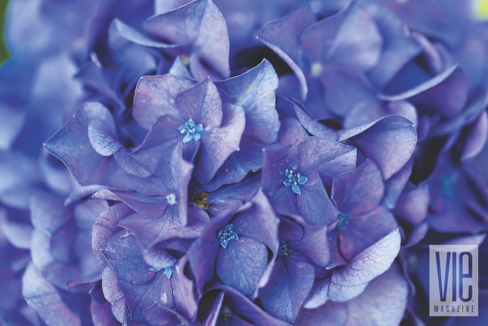 Vie Magazine Bellingrath Gardens purple flowers Photo by Bill Weckel