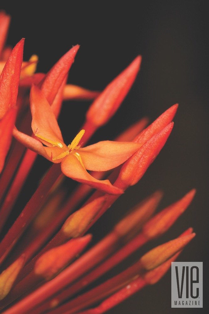 Vie Magazine Bellingrath Gardens red orange flower Photo by Bill Weckel