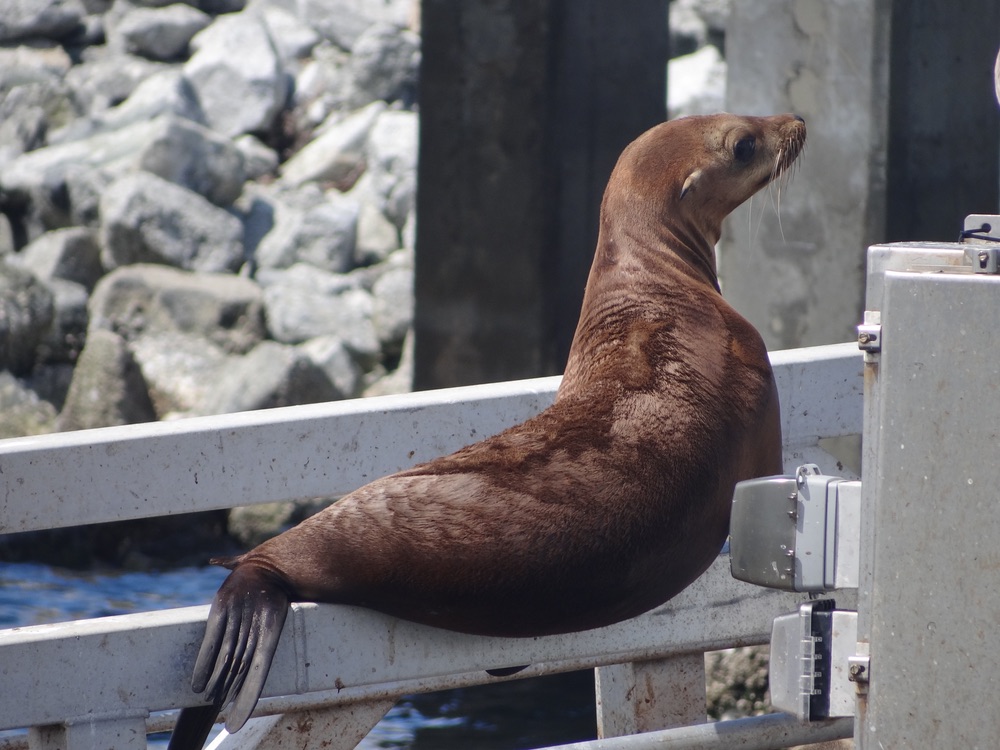 Seal sitting on edge of dock