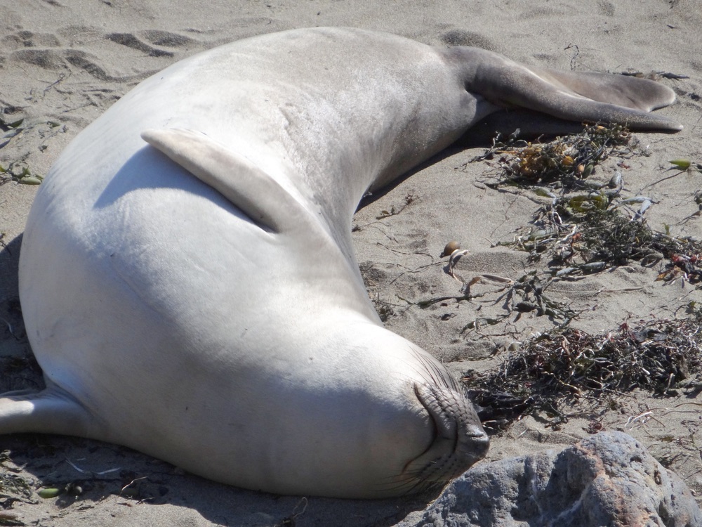Seal laying on beach