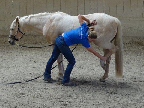 Woman attending to horse at Monty Robert's Join-Up Program
