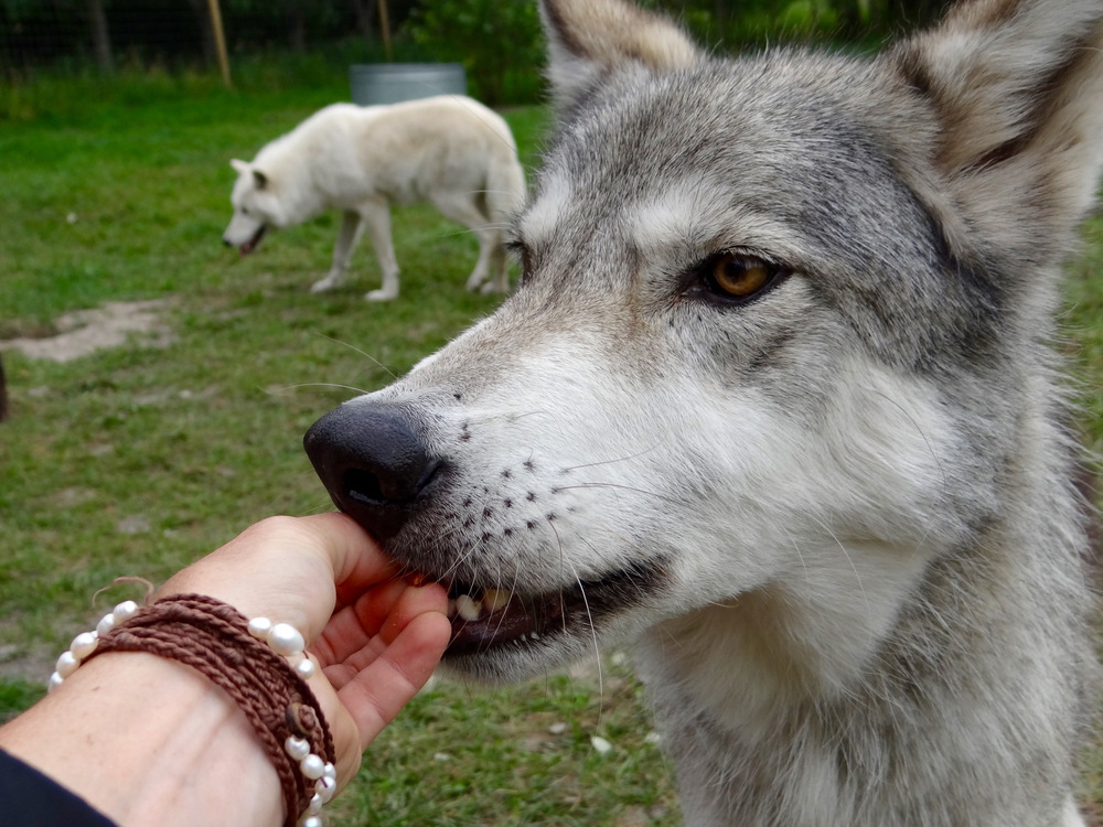 vie-blog-sept2015-kelly-travel-wolfdog-sanctuary11