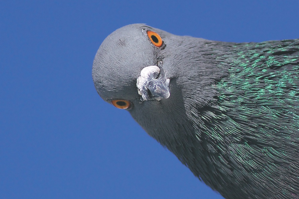 Pigeon looking at camera