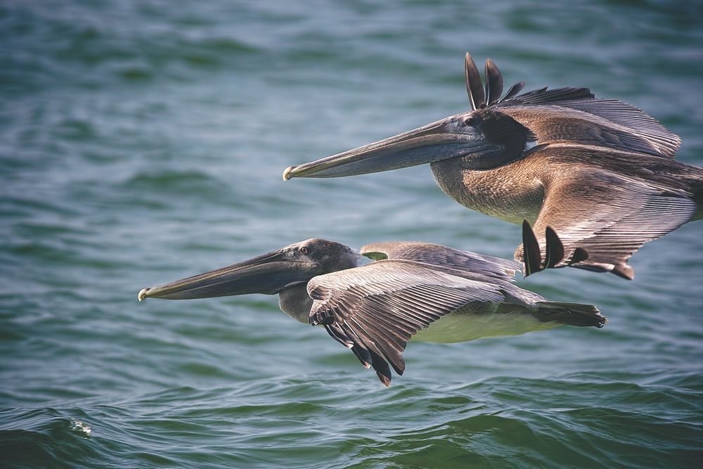 Two Pelicans flying over water