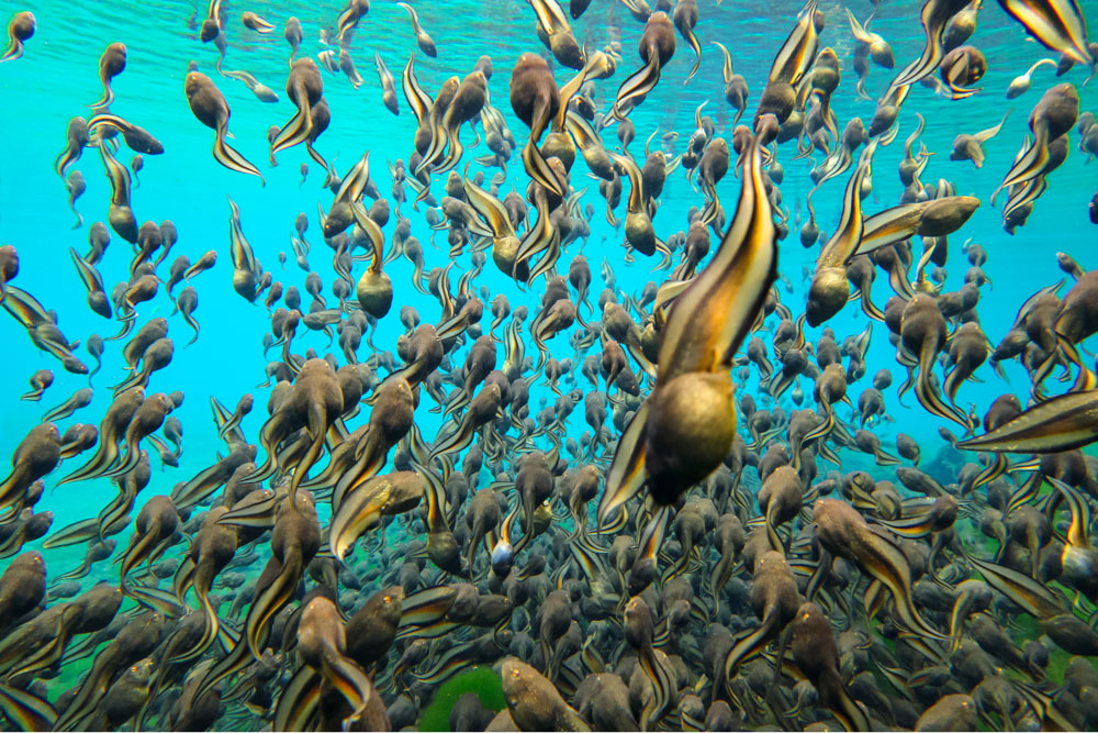 Fish underwater in florida