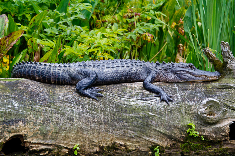 alligator sitting on the springs of florida