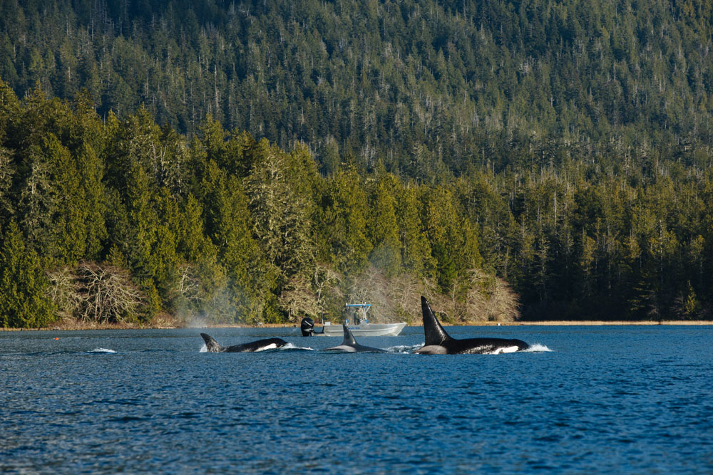 Whales breaking the surface of waters in Vancouver Island, Canada