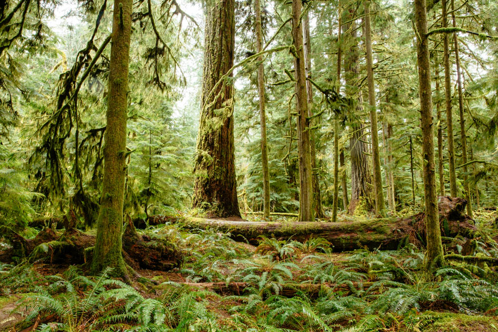 Lush greenery covering ground and trees in Vancouver Island, Canada