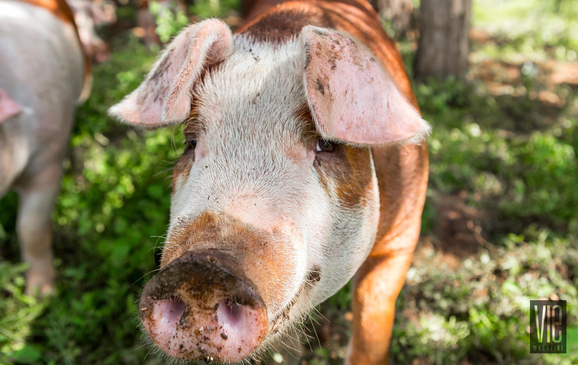 A Muddied Pig At Green Cedars Farm