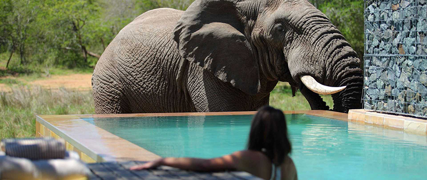 &Beyond Homestead in South Africa pool with elephant visiting