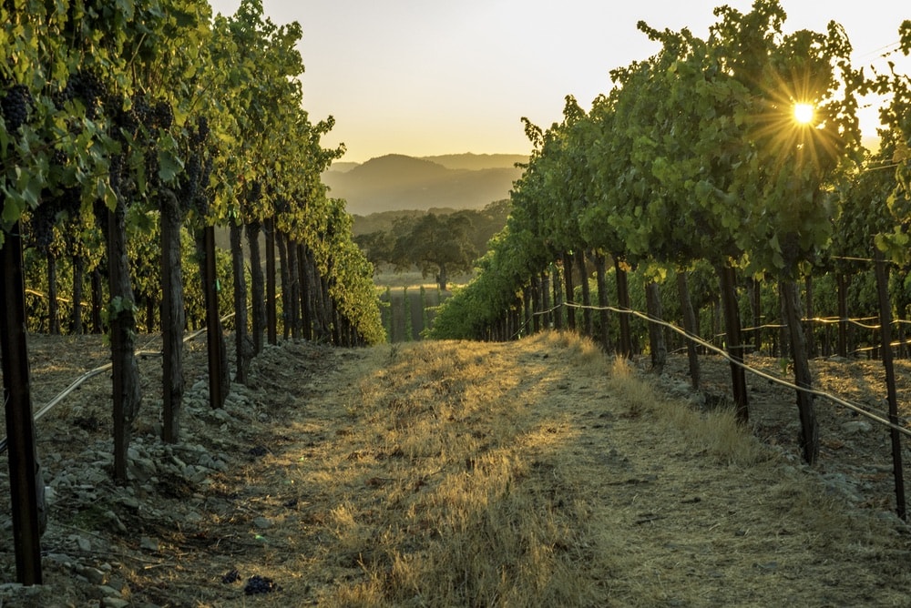 Jordan Vineyard and Winery; View of the vineyard in Sonoma County, California.