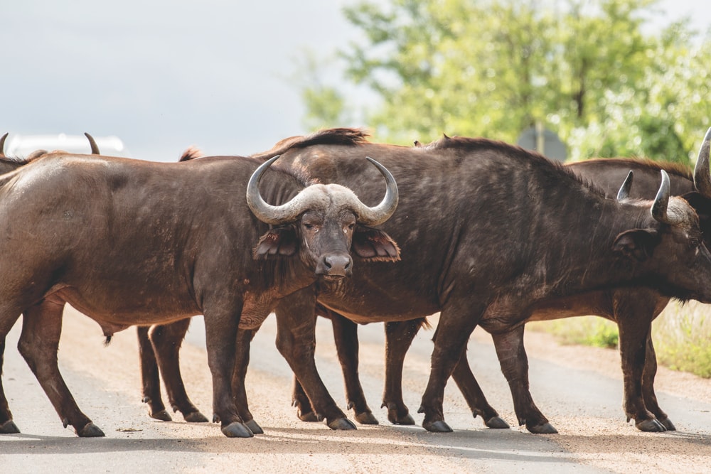 When a herd of cape buffalo blocks your path, it’s best to wait for them to clear out!