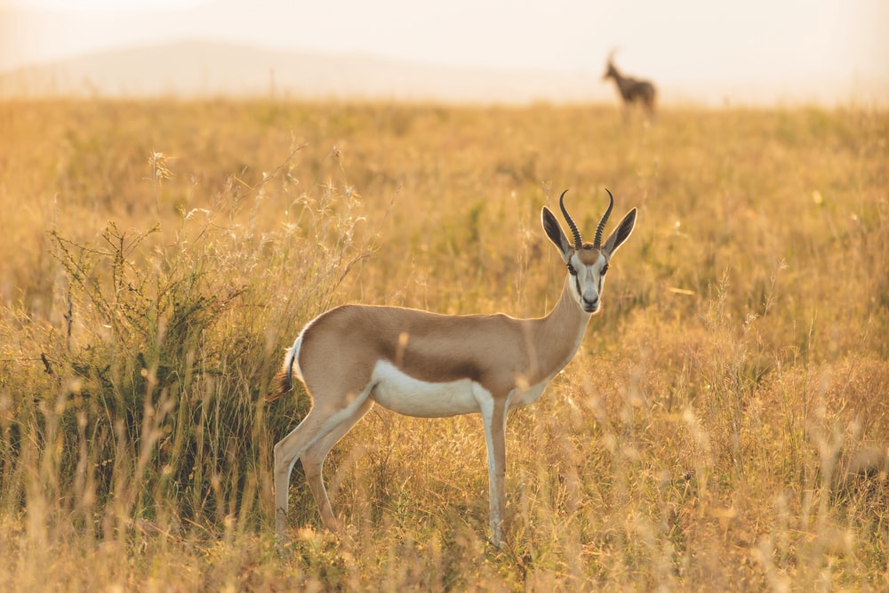 An impala checks out photographer Mark Furniss on the savanna.