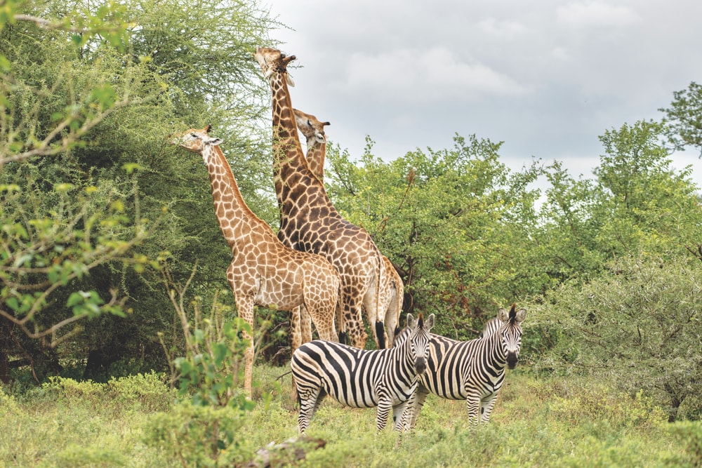 Giraffes graze from acacia trees while two zebras appear to keep watch.