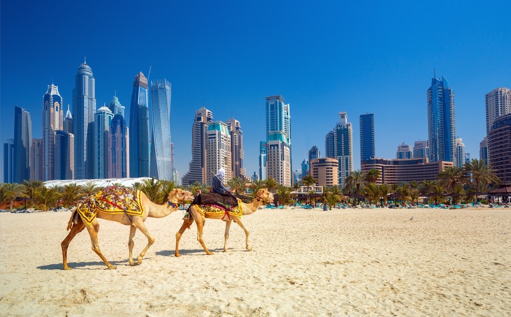 The camels on Jumeirah beach and skyscrapers in the backround in Dubai, Dubai, United Arab Emirates