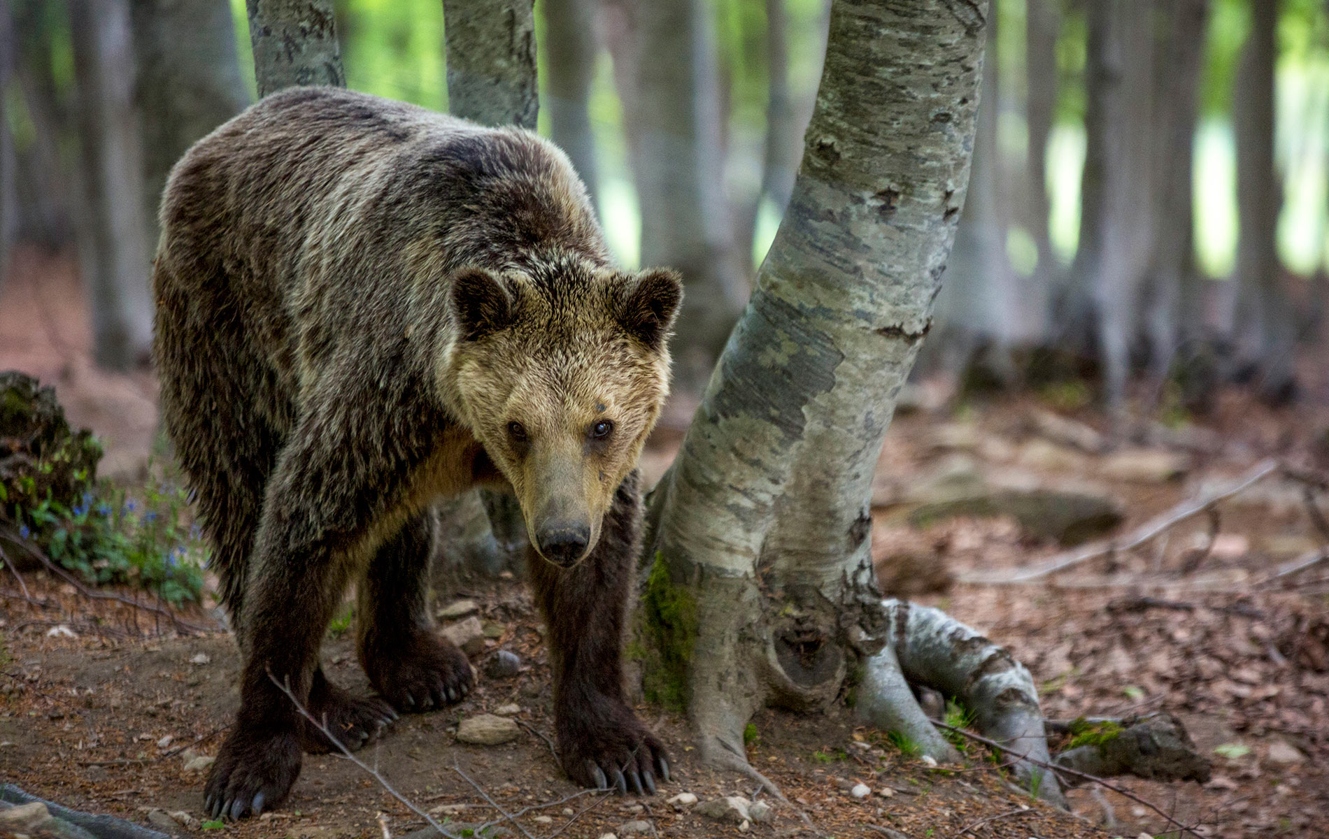 Brown bears vie with wolves for food