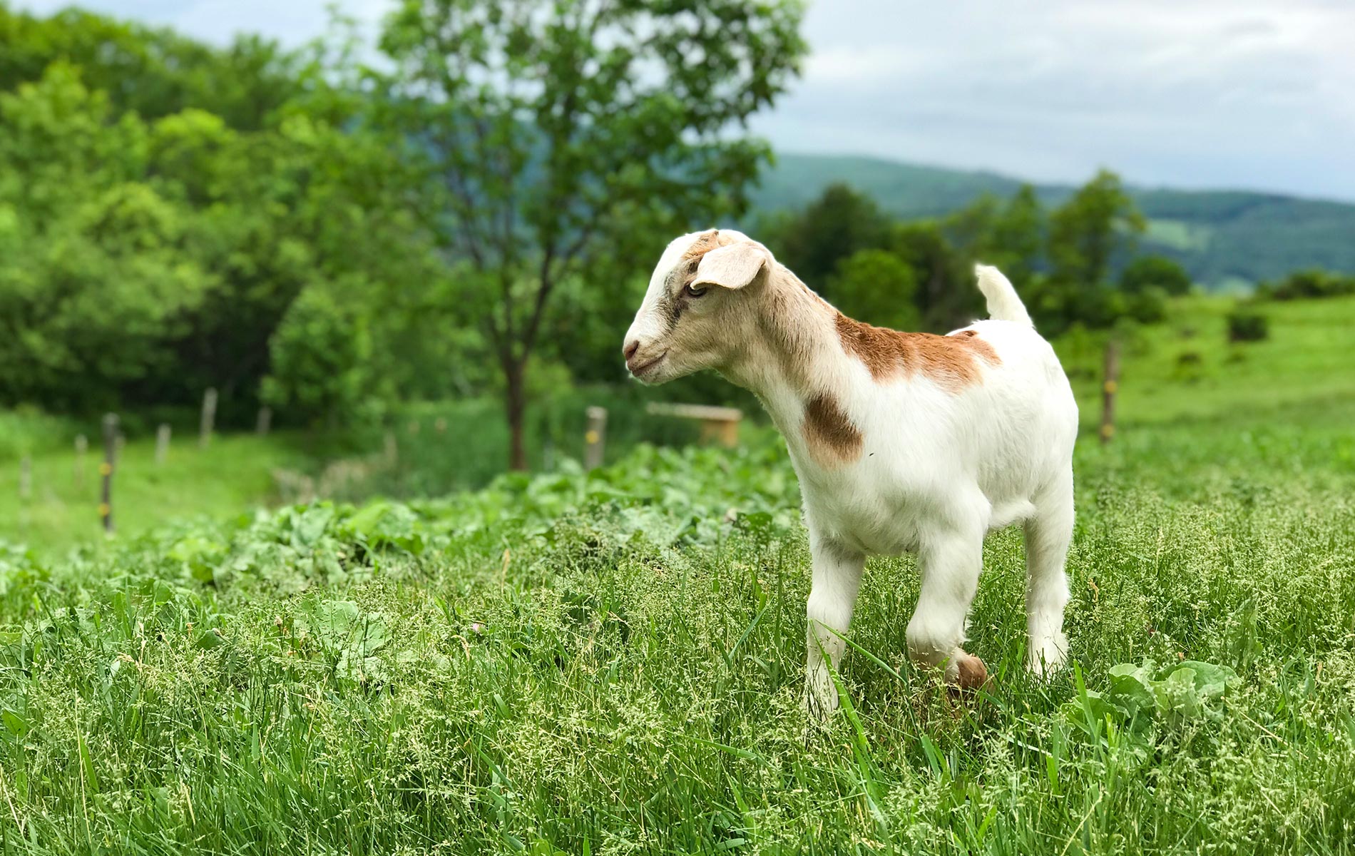 Goat on a farm at ZiegenVine Homestead