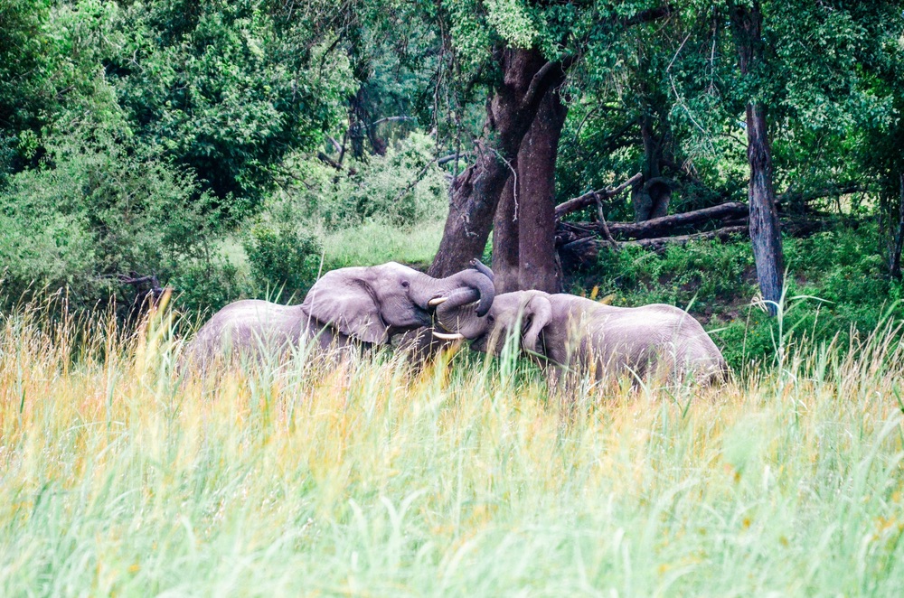 Two elephants playing together in Namibia’s Zambezi region.