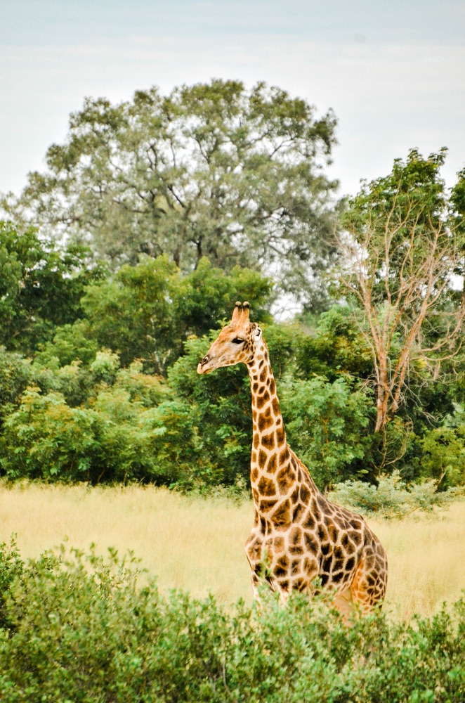 A close up of a single giraffe in Namibia’s Zambezi region.