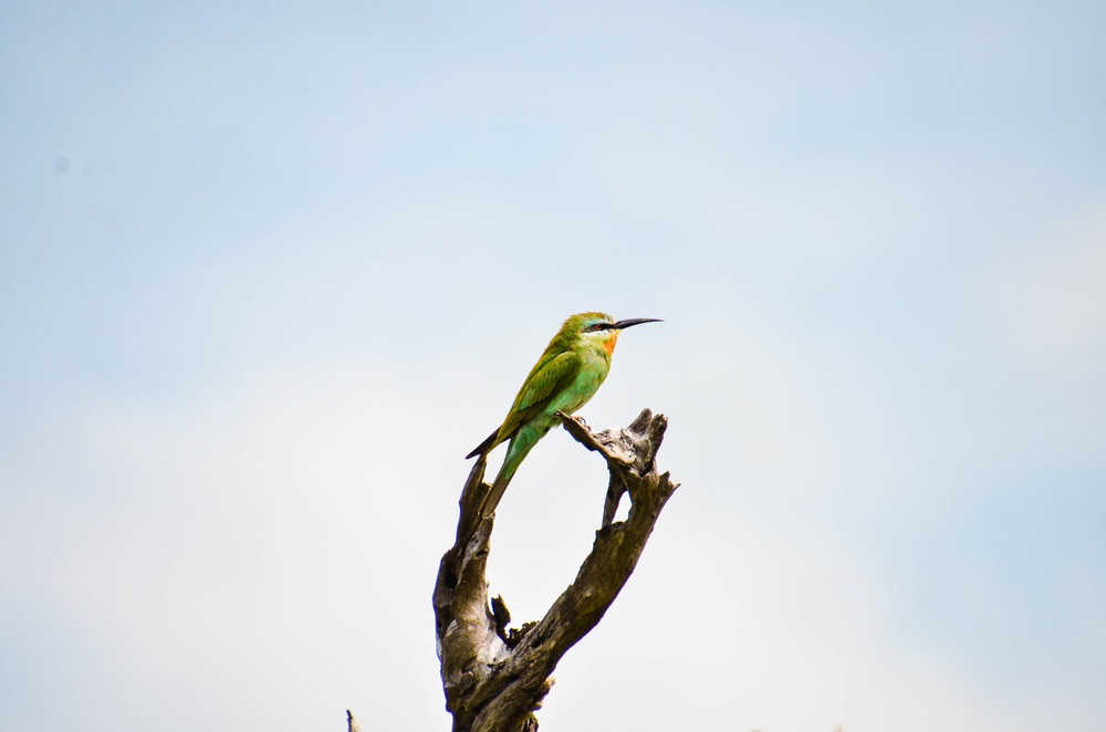A colorful bird on a tree branch in Namibia’s Zambezi region.