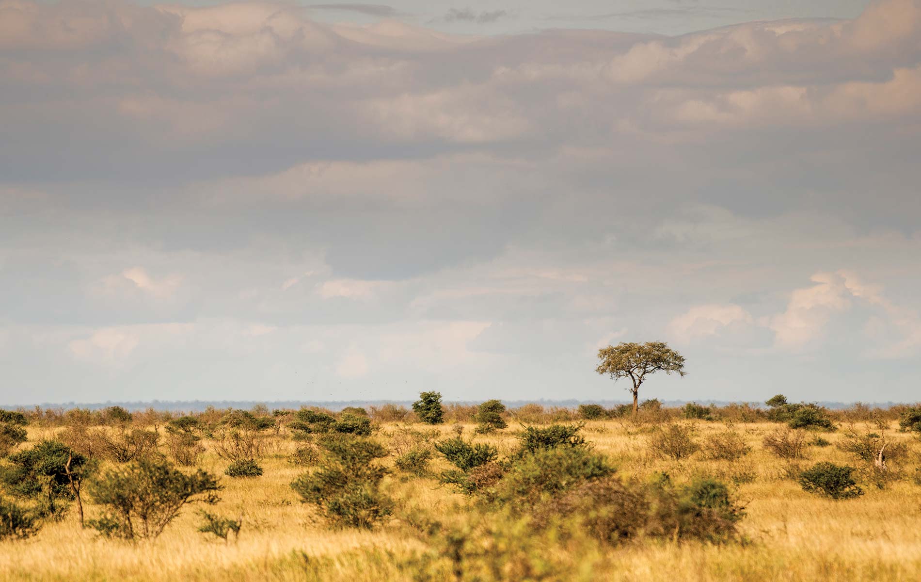 African safari photo by Mark Furniss