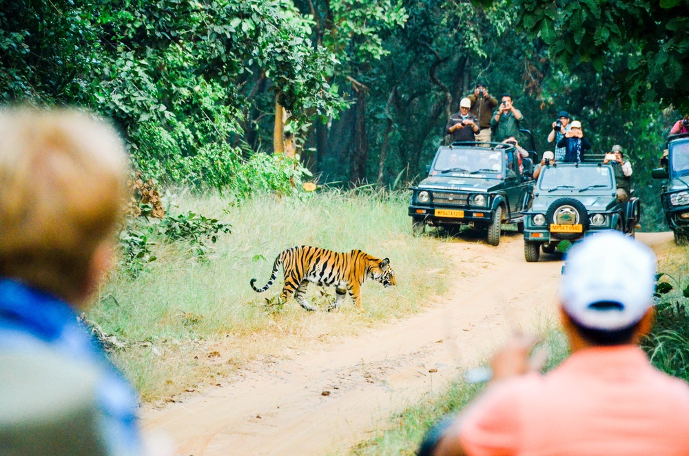 The big moment arrives; an adult tiger is finally spotted alongside the road in Kanha National Park.