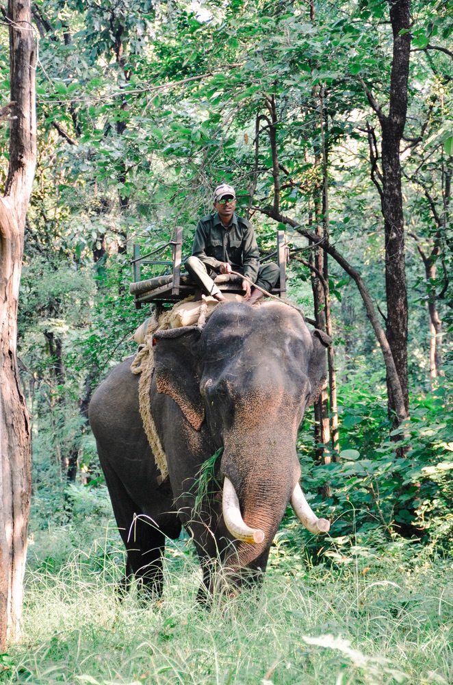 A mahout rides an elephant through the national park.