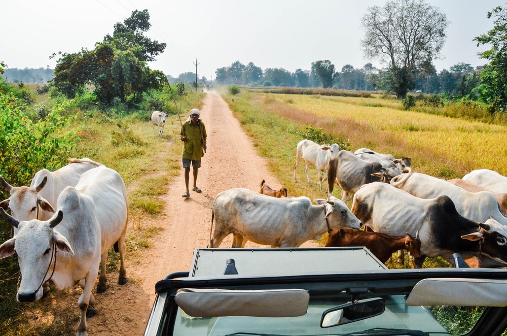 Man on a road in India with cattle