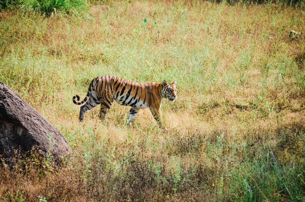Beautiful tiger spotted in India in the grass