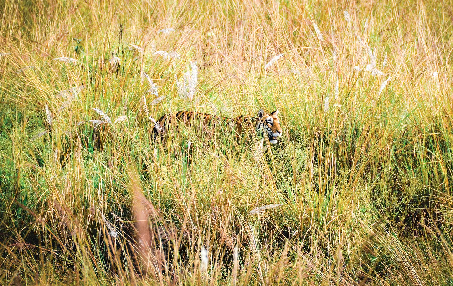 The tiger’s stripes provide excellent camouflage in tall grass—making it particularly elusive to photographers visiting the tiger reserves in Madhya Pradesh, India.