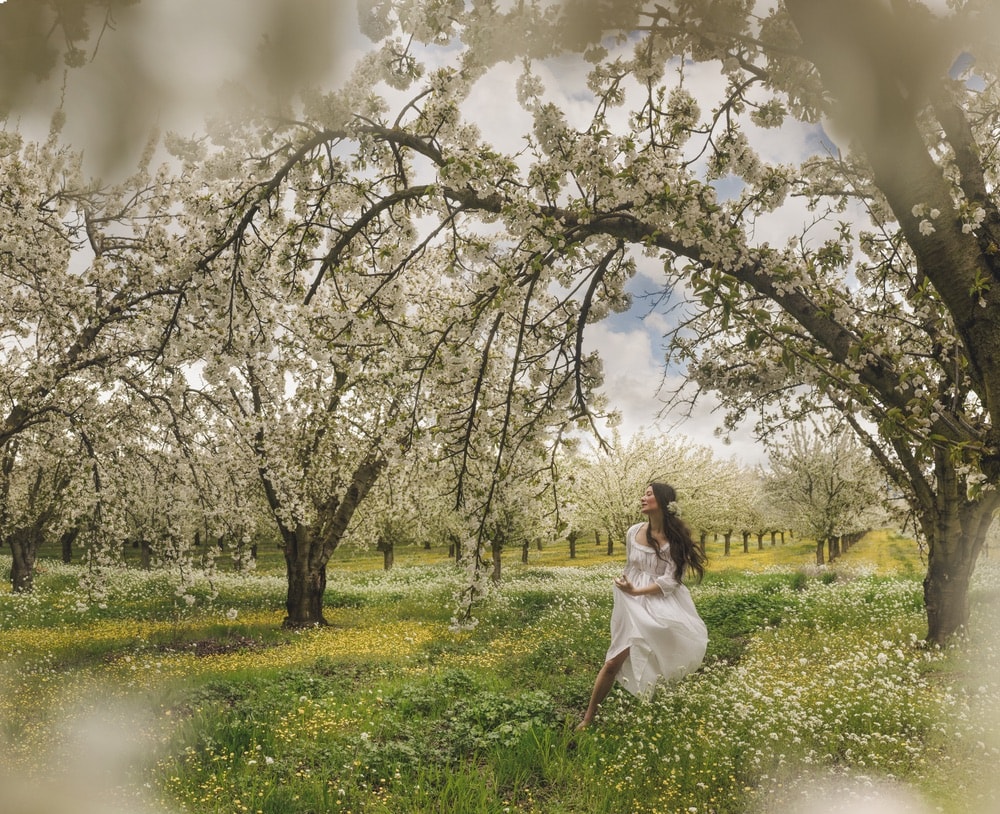 Photograph by Jamie Beck showing a female walking through a field of cherry trees