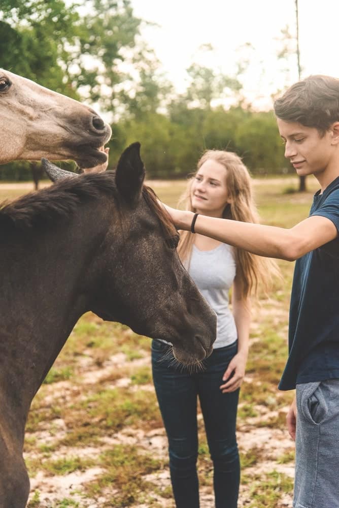 Teenage boy and girl petting two horses