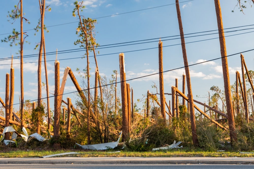 Trees snapped in half like match sticks after Hurricane Michael destroyed communities like Mexico Beach, Florida