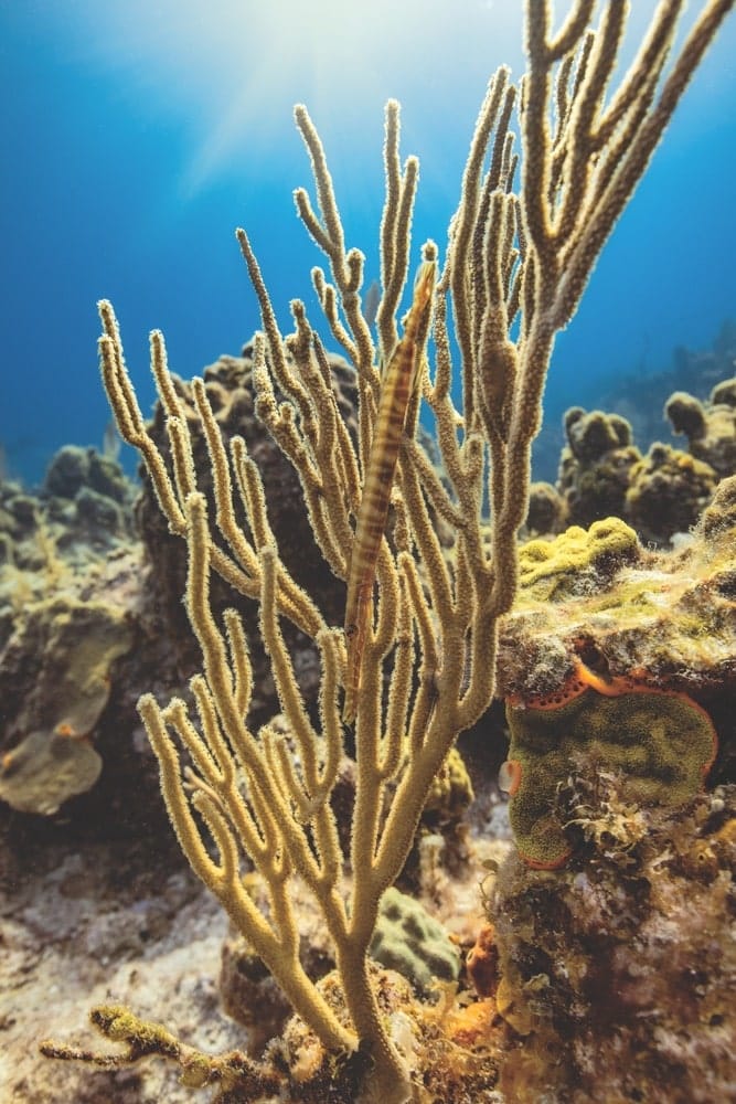 underwater bahamas coral reef
