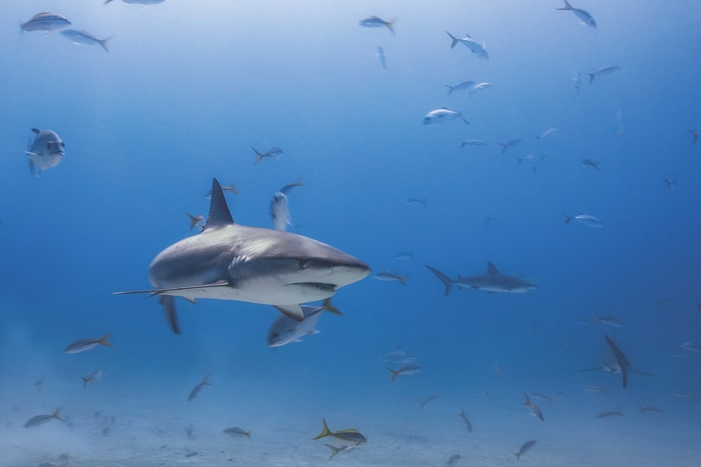 Underwater sealife photos in the Bahamas