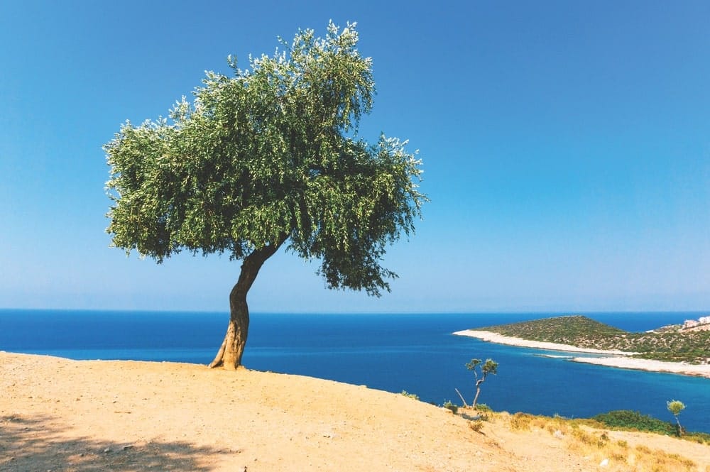 ancient greek olive tree