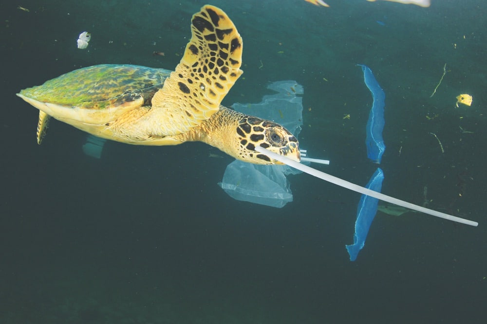 Viral Video Of Sea Turtle With Plastic Straw In Nostril