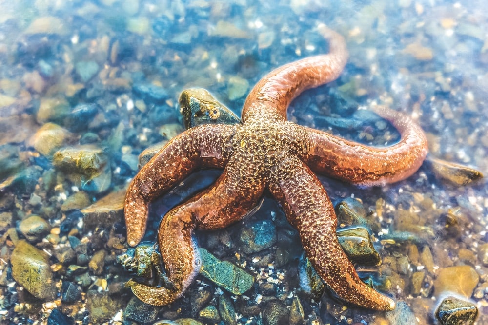 Starfish abound in the tide pools of Tutka Bay.