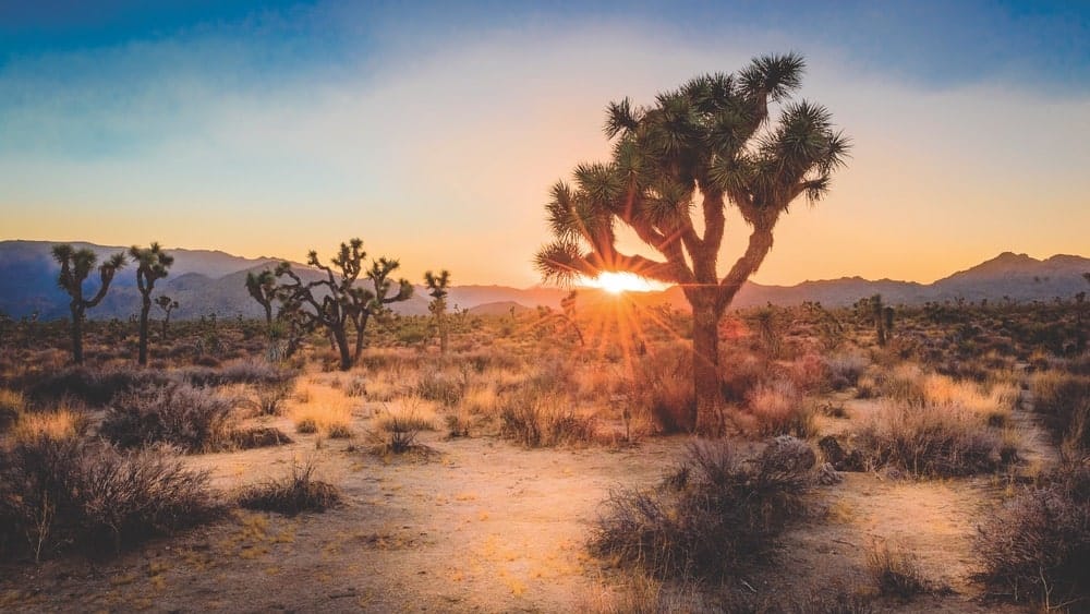 Joshua Tree National Park in California is named for these iconic trees scattered across the Mojave Desert.