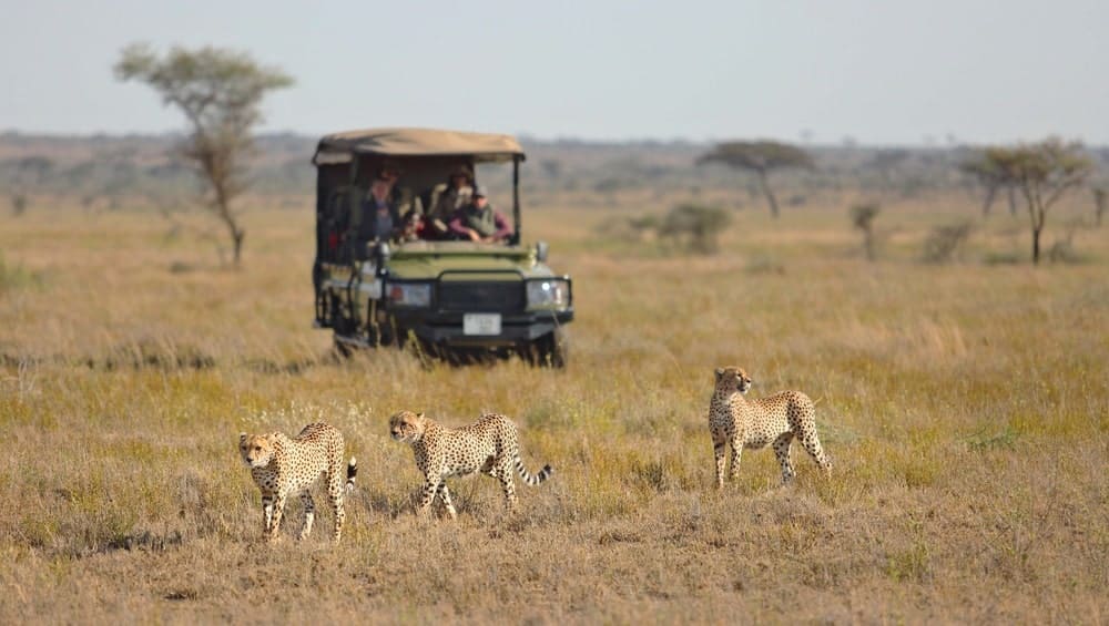 Serengeti National Park, Asilia Africa safari