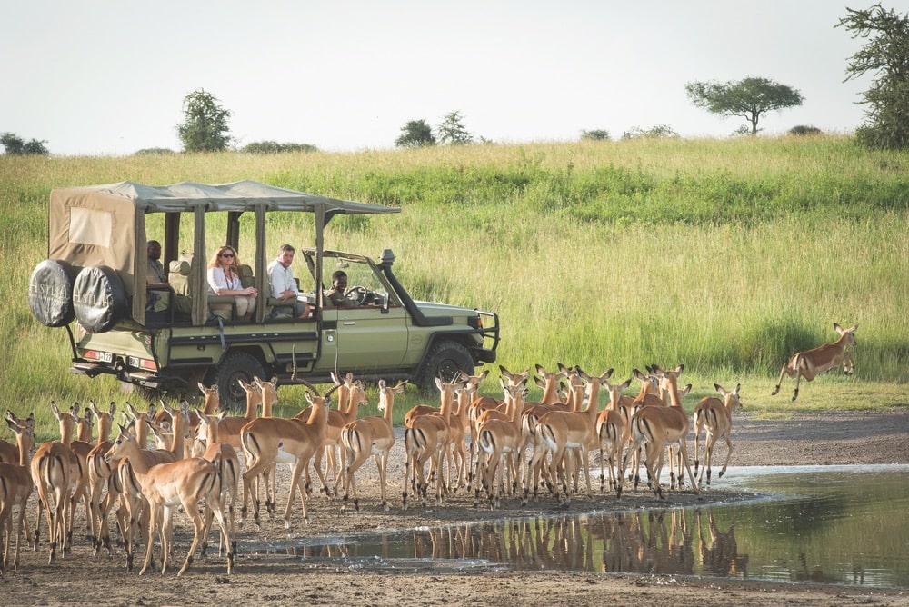 Serengeti National Park, Asilia Africa safari