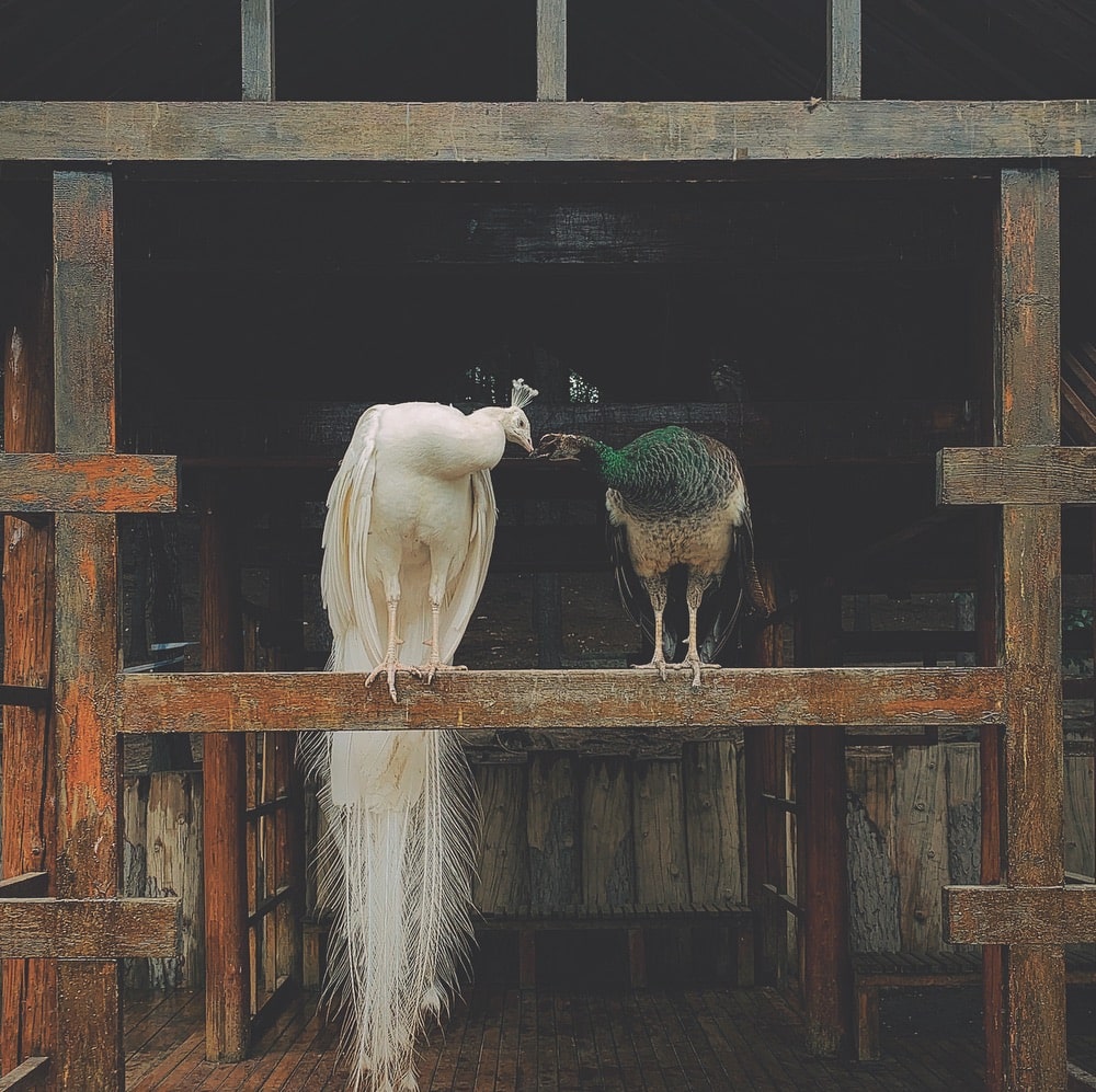 two peacocks kissing 