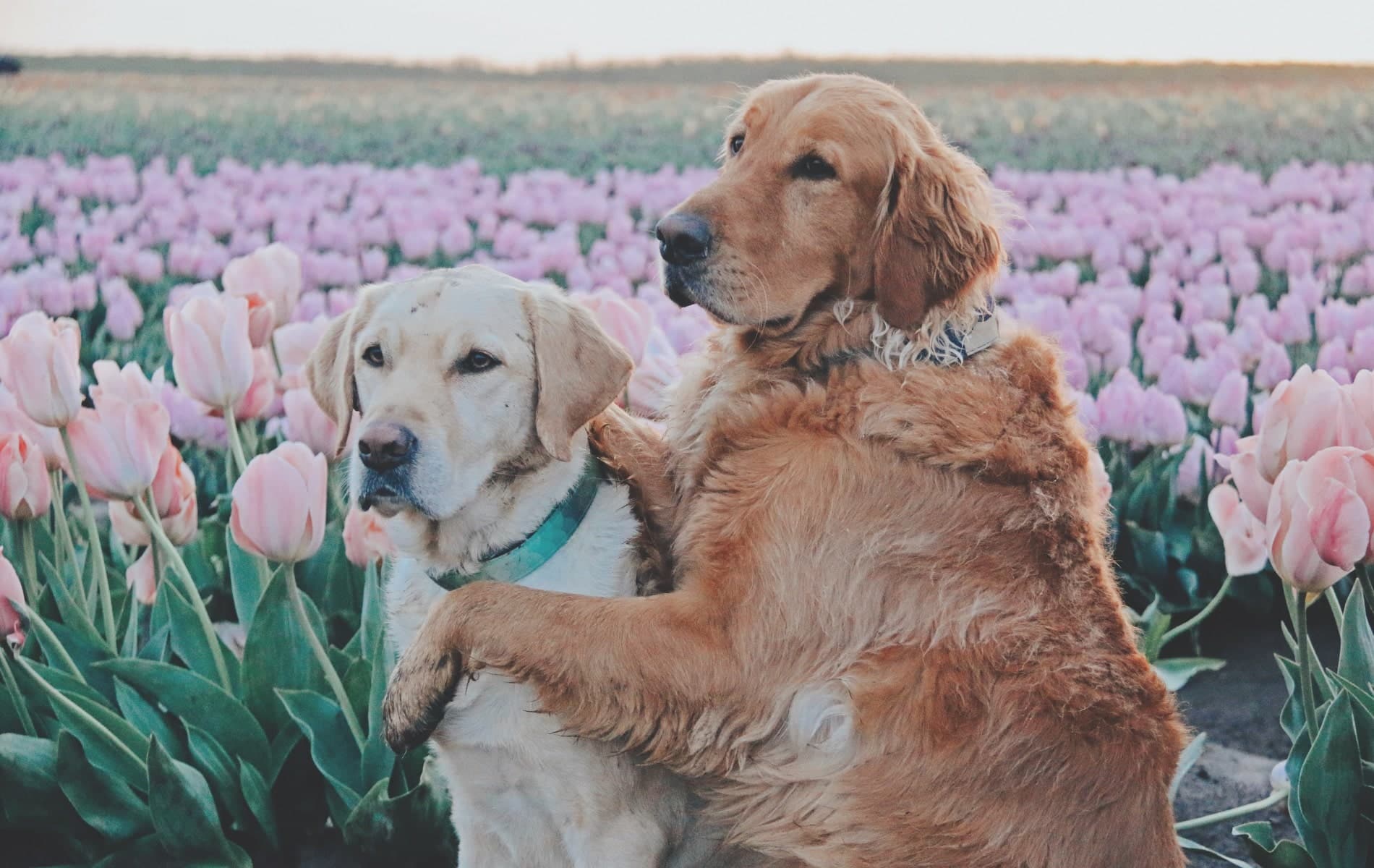 Two golden retrievers hugging on a field of tulips