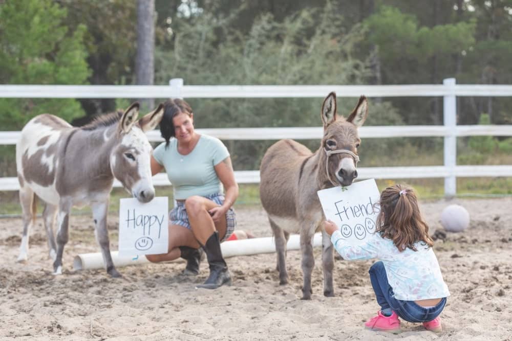 Donkeys and visitors