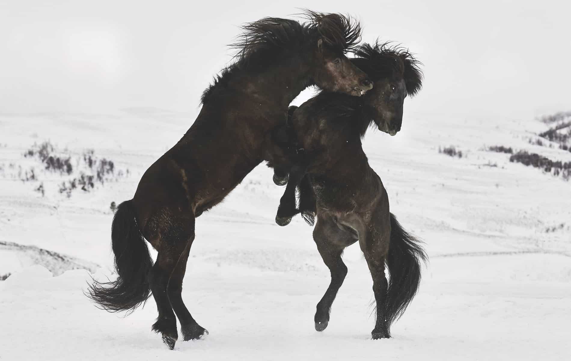 two lively horses in Norway