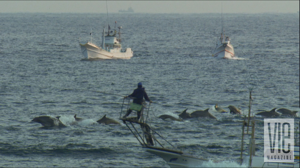 the cove documentary torchlight film series seaside repertory theatre dolphin hunters japan