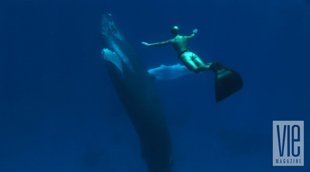 the cove documentary torchlight film series seaside repertory theatre World Champion Freediver Mandy-Rae Cruickshank and Humpback Whale in the Dominican Republic