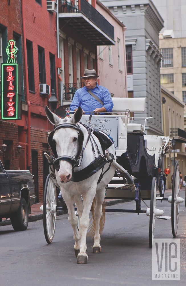 New Orleans Revived horse carriage