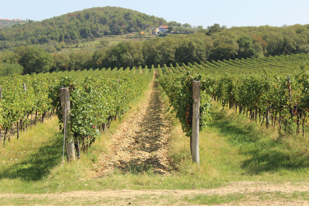 Endless vineyards and olive trees along our final route to Slovenia’s coast